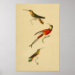 Vintage 1830 Kolibris drucken rotes Grün Poster