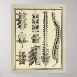 Vintage 1831 Anatomie-Druck der Wirbelsäule Poster