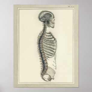 Vintage 1831 Anatomie-Druck der Wirbelsäulenvenen Poster