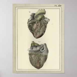 Vintage 1831 Heart Anatomy Print Poster