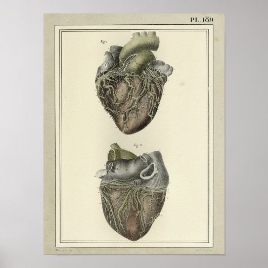 Vintage 1831 Heart Anatomy Print Poster (Vorne)