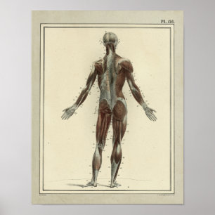 Vintage 1831 Muskeln Hintere Anatomie Druck Poster