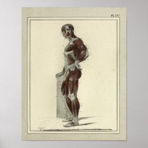Vintage 1831 Muskeln Laterale Anatomie Druck Poster