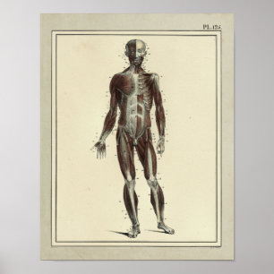 Vintage 1831 Muskeln Vorderansicht Anatomie Druck Poster