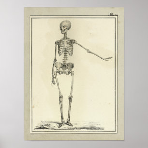 Vintage 1831 Skelett Anatomie Druck Poster