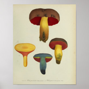 Vintage 1841 Gelb Braun Rot Pilze Kunst Druck Poster