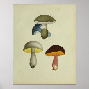 Vintage 1841 Gelb Grün Blau Pilze Kunst Druck Poster