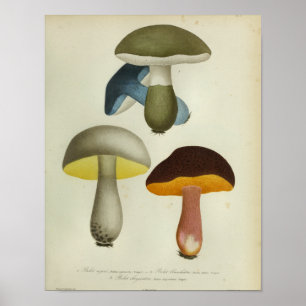 Vintage 1841 Gelb Grün Blau Pilze Kunst Druck Poster