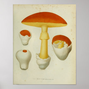 Vintage 1841 Rot Gelbe Pilze Kunst Druck Poster