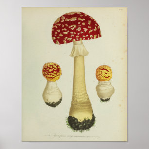 Vintage 1841 Rot Gelbe Pilze Kunst Druck Poster