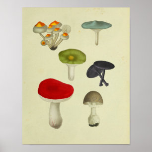 Vintage 1841 Rot Grün Blau Pilze Kunst Druck Poster