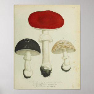 Vintage 1841 Rot Schwarze Pilze Kunst Druck Poster