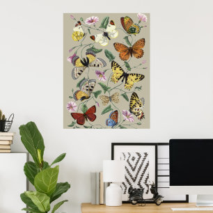 Vintage 1842 Schmetterling Nachtfalter Botanische  Poster