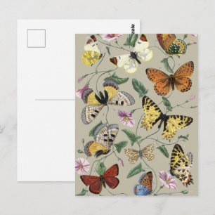 Vintage 1842 Schmetterling Nachtfalter Botanische Postkarte