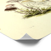 Vintage 1855 Mushrooms Brown White Art Print Poster (Ecke)