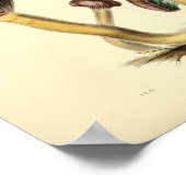 Vintage 1855 Pilze Braune Cap Art Print Poster (Ecke)