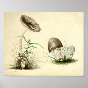 Vintage 1855 Pilze Brauner Hut Kunst Druck Poster