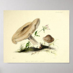 Vintage 1855 Pilze Brauner Hut Kunst Druck Poster