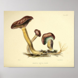 Vintage 1855 Pilze Brauner Hut Kunst Druck Poster
