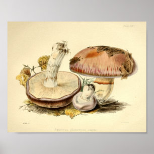 Vintage 1855 Pilze Brauner Hut Kunst Druck Poster