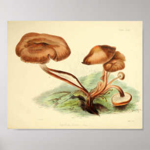 Vintage 1855 Pilze Brauner Hut Kunst Druck Poster