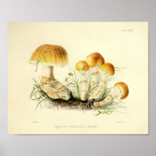 Vintage 1855 Pilze Braunkappe Kunstprint Poster