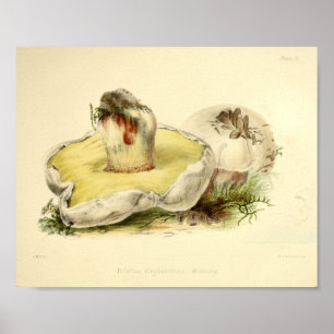 Vintage 1855 Pilze White Cap Kunst Druck Poster