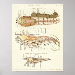 Vintage 1881 Druck der Hummers Biologie Anatomie Poster