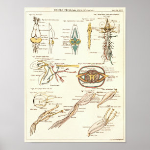 Vintage 1881 Frog Biology Anatomy Print Poster