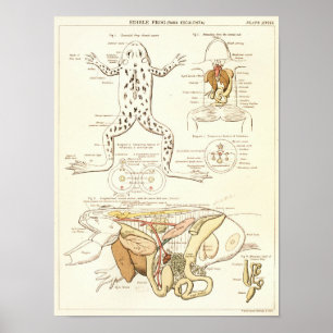 Vintage 1881 Frosch Biologie Anatomie Druck Poster