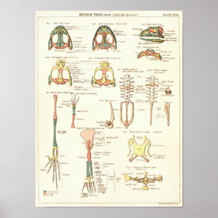 Vintage 1881 Frosch Biologie Anatomie Druck Poster