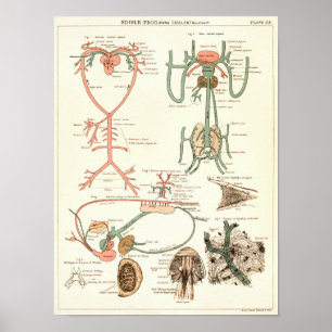 Vintage 1881 Frosch Biologie Anatomie Druck Poster