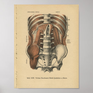 Vintage 1888 Deutsch-Anatomie-Druck-Abdomen-Pelvis Poster