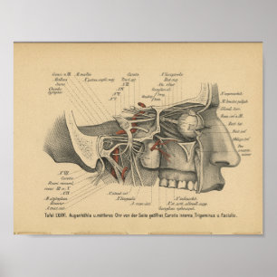Vintage 1888 Deutsch-Anatomie-Druck-Gesichtsnerven Poster