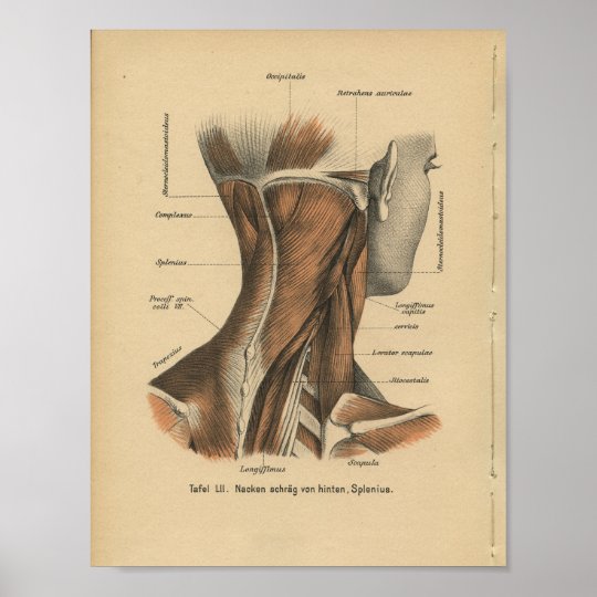 Vintage 1888 Deutsch Anatomie Druck Hals Muskeln Poster Zazzle De