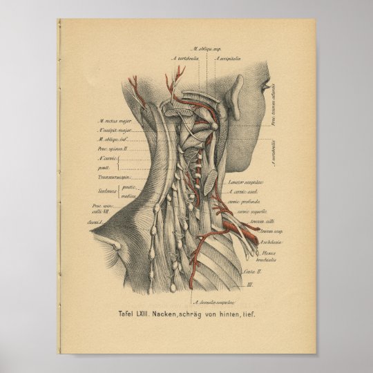 Grosse A3 Nacnic Anatomie Poster Muskeln Und Knochen Vintage Stil Wanddekoration Abbildung Von Arm Biologie Und Medizin Bilder Ohne Rahmen Verschiedene Menschliche Korper Poster Kunstdrucke Kuche Haushalt Wohnen