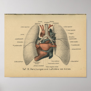 Vintage 1888 Deutsch-Anatomie-Druck-Herz-Lungen Poster
