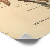 Vintage 1888 deutsche Anatomie-Armmuskeln Poster (Ecke)