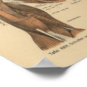 Vintage 1888 deutsche Anatomie-Armmuskeln Poster (Ecke)