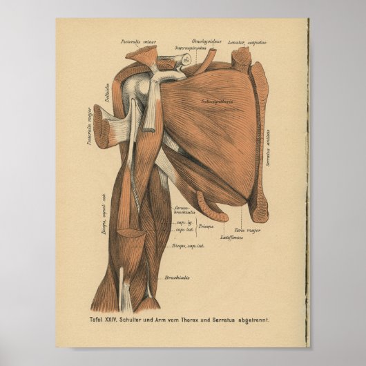 Vintage 1888 deutsche Anatomie-Armmuskeln Poster (Vorne)