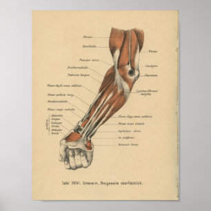 Vintage 1888 Deutsche Anatomie-Druckfräse Poster