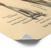 Vintage 1888 Deutsche Anatomie-Druckfräse Poster (Ecke)