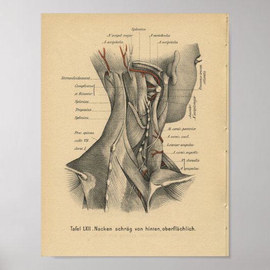 Vintage 1888 Deutsche Anatomie Druckklebemuskeln Poster (Vorne)