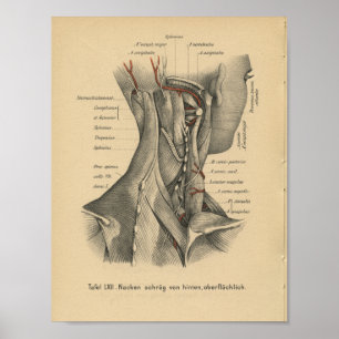 Vintage 1888 Deutsche Anatomie Druckklemmmuskeln Poster