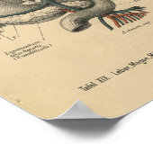 Vintage 1888 deutsche Anatomie-Druckorgane Poster (Ecke)