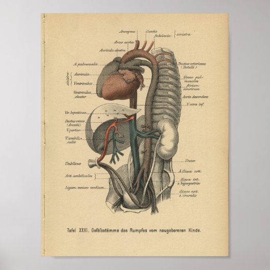 Vintage 1888 deutsche Anatomie-Druckorgane Poster (Vorne)