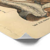 Vintage 1888 deutsche Anatomie Rückenmuskeln druck Poster (Ecke)