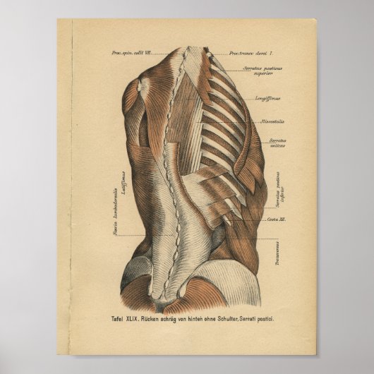 Vintage 1888 deutsche Anatomie Rückenmuskeln druck Poster (Vorne)