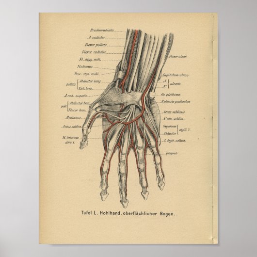 Vintage 1888 Deutsche Hand Anatomie Poster (Vorne)