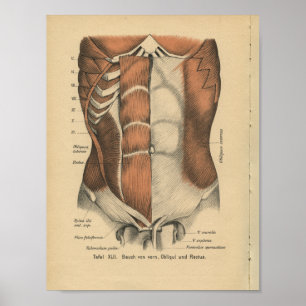 Vintage-1888-Deutscher-Anatomie-Druck Bauchmuskeln Poster